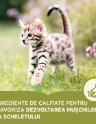 Acana First Feast Junior hrană uscată pisici junior 1.8kg