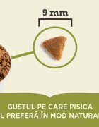 Acana Indoor Entrée Pui și Hering hrană uscată pisici 4.5kg