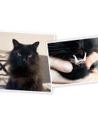 Canagan Dental Curcan hrană uscată fără cereale pisici junior & adult sensibilități dentare 4kg