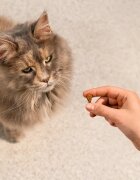 Carnilove Soft Snack Bizon și Afine punguță recompense fără cereale pisici 50g
