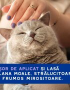 DOUXO SPA Low-Stress Refresh Mousse șampon spumă pisici fără clătire hidratantă Vanilie și Nucă de cocos flacon cu aplicator 150ml