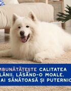 DOUXO SPA Shed Control șampon câini anti-năpârlire Vanilie și Nucă de cocos flacon 250ml