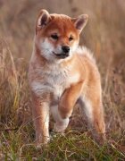 Essential Foods ESSENTIAL Beginning Small Breed Pui și Rață hrană uscată fără cereale câini junior ESSENTIAL Beginning Small Breed XS-S Pui și Rață hrană uscată fără cereale câini junior 10kg