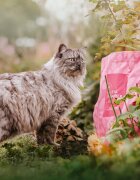 Essential Foods ESSENTIAL Panther Somon și Pește alb hrană uscată fără cereale pisici sterilizate senior 3kg