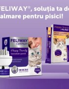 FELIWAY Optimum Diffuser și Rezervă feromoni sistem nervos & calmante pisici 1buc + 48ml