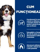 HILL'S Prescription Diet Metabolic + Mobility Pui dietă veterinară câini hrană uscată afecțiuni metabolice (obezitate) și afecțiuni articulare Metabolic + Mobility Pui dietă veterinară câini hrană uscată metabolism (obezi