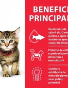 HILL'S Science Plan Hill's SP Feline Kitten Pui 300 g