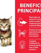 HILL'S Science Plan Kitten Ton hrană uscată pisici junior 7kg
