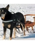 Julius-K9 IDC Power ham tractiune caini M 14-25kg negru