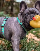 MAX & MOLLY Ducklings ham prindere dublă(piept&spate) câini poliester albastru cataramă trident S(43-53 x 1.5cm)