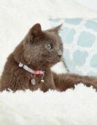 MAX & MOLLY Smart ID Cherry Bloom zgardă pisici ajustabilă poliester bleu și roz cataramă trident 22-35 x 1cm