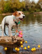 MAX & MOLLY Smart ID Ducklings zgardă câini ajustabilă poliester albastru cataramă trident S