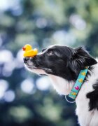 MAX & MOLLY Smart ID Ducklings zgardă câini ajustabilă poliester albastru cataramă trident XS