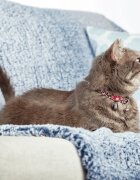 MAX & MOLLY Smart ID Leopard Pink zgardă pisici ajustabilă poliester roz cataramă trident 22-35 x 1cm