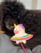 MAX & MOLLY Snuggles Magic Mikey jucărie de aport câini dentiție cu sunet poliester alb și multicolor 1buc