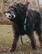 MAX & MOLLY Snuggles Woody The Sheep jucărie de aport câini dentiție cu sunet poliester alb și verde 1buc