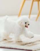 Natures Protection Superior Care Sensitive Skin & Stomach XS-XL Miel hrană uscată câini piele & blană 1.5kg