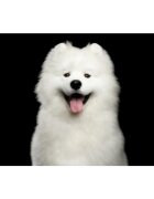 Natures Protection Superior Care White Dogs XS-XL Hering și Ceai verde punguță recompense funcționale fără cereale câini sistem imunitar 150g