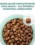 OPTIMEAL Pui hrană uscată pisici 1.5kg