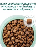 OPTIMEAL Pui hrană uscată pisici 700g
