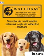 PEDIGREE Junior XS-XL Pui conservă hrană umedă câini junior (în aspic) bax 400g x 24buc