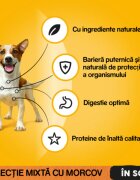 PEDIGREE Selectie Mixtă XS-XL Vită și Curcan plic hrană umedă câini (în sos) bax 400g x 13buc