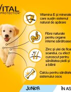 PEDIGREE Vital Protection Junior Multipack 4 arome pachet mixt plic hrană umedă câini junior (în aspic) 100g x 12