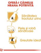 Royal Canin Bichon Frise Adult hrană uscată câini 1.5kg