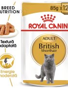 Royal Canin British Shorthair Adult hrană umedă pisici (în sos) bax 85g x 12buc