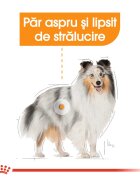Royal Canin Coat Care Adult hrană umedă câini blană sănătoasă și lucioasă (pate) bax 85g x 12buc