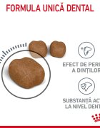 Royal Canin Dental Care Adult hrană uscată pisici reducerea formării tartrului 8kg