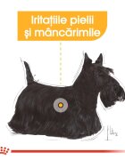 Royal Canin Dermacomfort Adult hrană umedă câini prevenirea iritațiilor pielii (pate) 85g