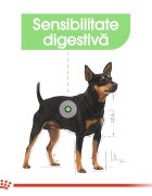 Royal Canin Digestive Care Adult hrană umedă câini confort digestiv (pate) bax 85g x 12buc