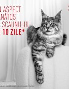 Royal Canin Feline Care Nutrition Digestive Care AirLift conservă hrană umedă pisici sistem digestiv (mousse) bax 85g x 12buc