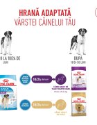 Royal Canin Giant Junior hrană uscată câini junior etapa 2 de creștere 3.5kg
