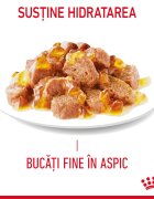 Royal Canin Hair&Skin Care Adult hrană umedă pisici piele & blană (în aspic) bax 85g x 12buc