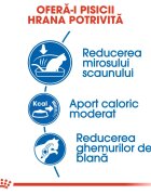 Royal Canin Indoor Adult hrană uscată pisici de interior 10+2kg GRATUIT