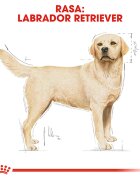 Royal Canin Labrador Adult hrană uscată câini 12kg