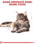 Royal Canin Maine Coon Adult hrană umedă pisici (în sos) 85g