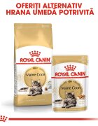 Royal Canin Maine Coon Adult hrană umedă pisici (în sos) 85g