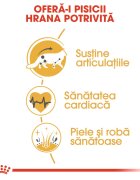 Royal Canin Maine Coon Adult hrană uscată pisici 10kg