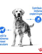 Royal Canin Medium Light Weight Care Adult hrană uscată câini limitarea creșterii în greutate 12kg