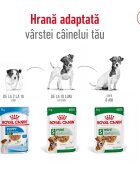 Royal Canin Mini Adult hrană umedă câini (în sos) bax 85g x 12buc