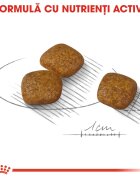 Royal Canin Mini Urinary Care hrană uscată câini sănătatea tractului urinar 1kg