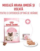 Royal Canin Mother & BabyCat hrană uscată pisici mama și puiul 400g
