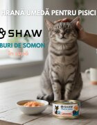 SHAW Cuburi Somon conservă hrană umedă fără cereale pisici apetit capricios (în supă) bax 80g x 12buc