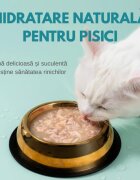 SHAW Piept Pui conservă hrană umedă fără cereale pisici apetit capricios (în supă) bax 80g x 12buc
