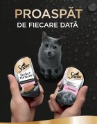 SHEBA Perfect Portions Somon tăviță hrană umedă pisici (pate) multipack 37.5g x 6buc