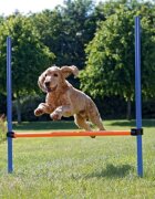 Trixie Agility Hurdle jucărie obstacol câini plastic 129cm x 115cm x 3cm albastru cu portocaliu