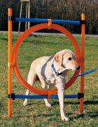 Trixie Agility Ring jucărie obstacol câini plastic 65cm albastru cu portocaliu